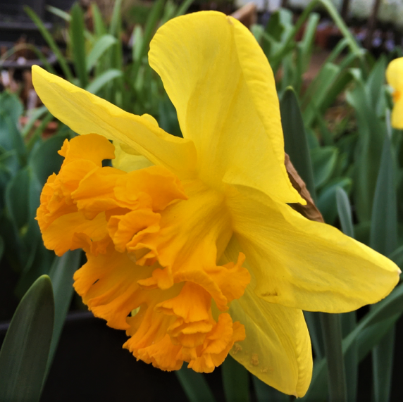 Daffodil Ferris Wheel